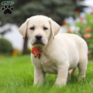 Beth, Yellow Labrador Retriever Puppy